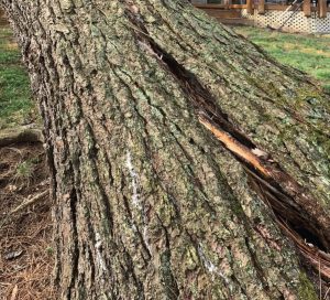 Close-up of pine tree trunk damage.